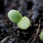Marrubium vulgare - Gewöhnlicher Andorn