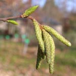 Ostrya carpinifolia - Hopfenbuche