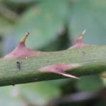 Rubus geniculatus - Gekniete Brombeere