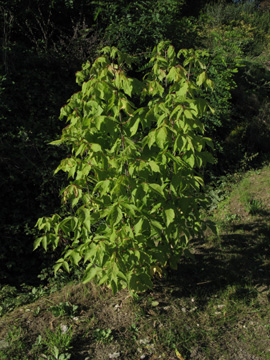 Acer_negundo_MHRauen101010_ja01.jpg