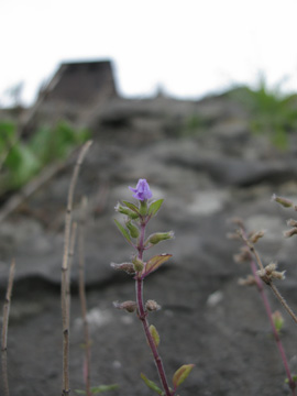 Acinos_arvensis_KrefeldHafen100911_ja01.jpg
