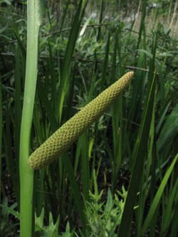 Acorus_calamus_BOUemmingersee210511_ja02.jpg