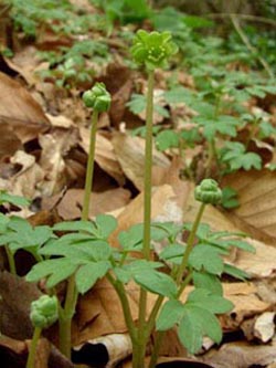 Adoxa_moschatellina_bergertal210407_ja18.jpg