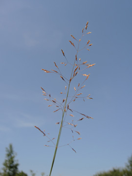 Agrostis_canina_DO_Siesack_190714_ja02.jpg