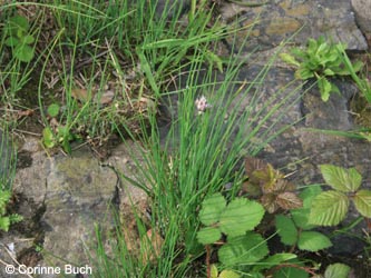 Allium_schoenoprasum_KrefeldHafen100911_CB01.jpg