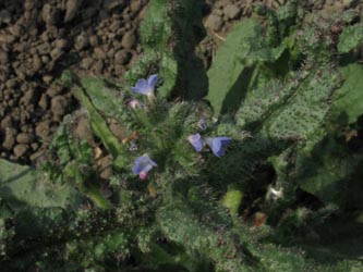 Anchusa_arvensis_BOUemmingersee210511_ja02.jpg