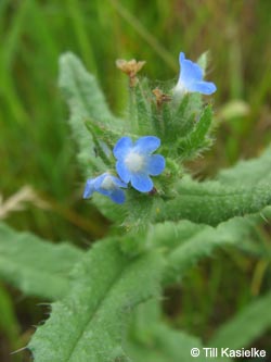 Anchusa_arvensis_Bislicherinsel120610_TK01.jpg