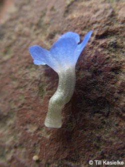 Anchusa_arvensis_Bislicherinsel120610_TK06.jpg