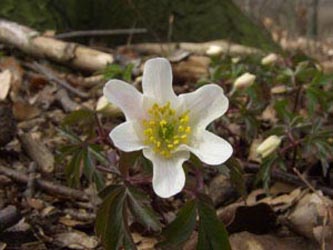 Anemone_nemorosa_bergertal210407_16_ja.jpg