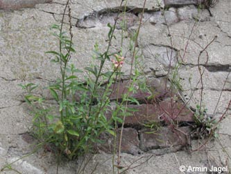 Antirhinum_majus_KrefeldHafen100911_ja01.jpg