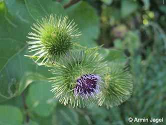 Arctium_lappa_DO_Siesack_190714_ja03.jpg