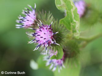 Arctium_minus_DO_Siesack_190714_CB02.jpg