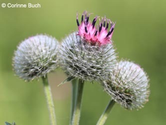 Arctium_tomentosum_DO_Siesack_190714_CB05.jpg