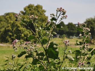 Arctium_tomentosum_DO_Siesack_190714_CBeckmann01.jpg