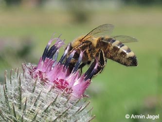 Arctium_tomentosum_DO_Siesack_190714_ja05.jpg