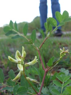 Astragalus_glycyphyllos_Stadthafen_Essen_070811_TK84.jpg