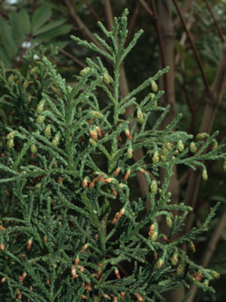 Athrotaxis_laxifolia_10400_ja01.jpg