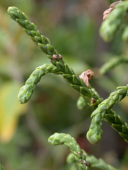 Athrotaxis_laxifolia_Weibchen_ja20.jpg