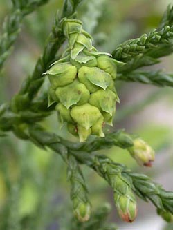 Athrotaxis_laxifolia_ja10.jpg