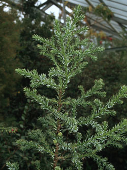 Athrotaxis_selaginoides_110400_ja06.jpg