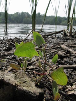 Atriplex_prostrata_BOUemmingersee210511_ja01.jpg