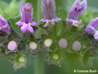 Ballota_nigra_meridionalis_Bislicherinsel120610_CB02.jpg