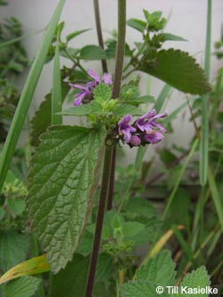 Ballota_nigra_meridionalis_Bislicherinsel120610_TK01.jpg