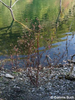 Bidens_frondosa_MHRauen101010_CB01.jpg