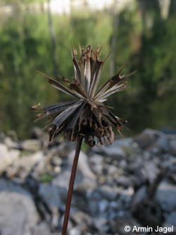 Bidens_frondosa_MHRauen101010_ja02.jpg