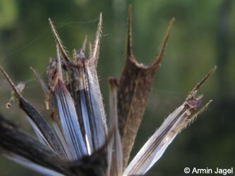Bidens_frondosa_MHRauen101010_ja04.jpg