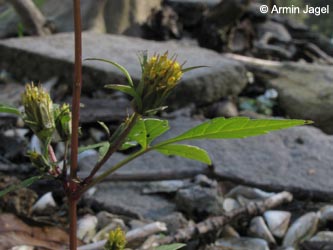 Bidens_frondosa_MHRauen101010_ja06.jpg