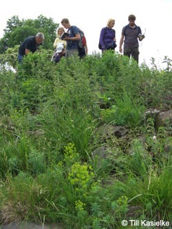 Bislicherinsel120610_TK03.jpg
