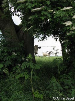 Bos_primigenius_taurus_Bislicherinsel120610_ja33.jpg