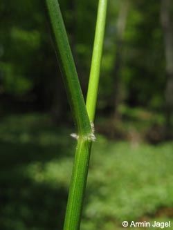 Calamagrostis_arundinacea_Brilon260409_ja01.jpg