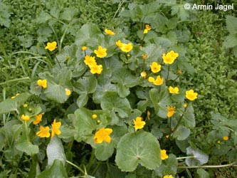 Caltha_palustris_ja.jpg