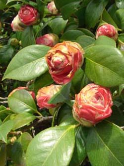 Camellia_japonica_Sizilien2008_ja01.jpg