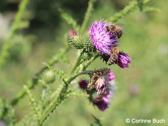 Carduus_multiflorus_DO_Siesack_190714_CB01.jpg