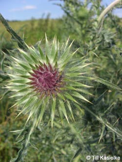 Carduus_nutans_Bislicherinsel120610_TK03.jpg