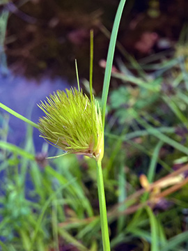 Carex_bohemica_210817_CElpe02.jpg
