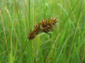 Carex_ligerica_BislicherInsel120610_ja01.jpg