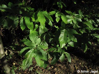 Castanea_sativa_MHRauen101010_ja01.jpg
