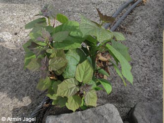 Catalpa_bignonioides_KrefeldHafen_110910_ja98.jpg