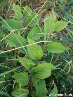 Celtis_australis_KrefeldHafen100911_CB04.jpg