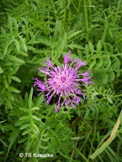 Centaurea_scabiosa_kalwes080605_TK04.jpg