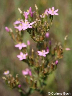 Centaurium_erythraea_rheinhernekanal120807_cb09.jpg