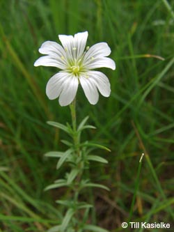 Cerastium_arvense_Bislicherinsel120610_TK01.jpg