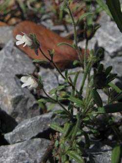 Chaenorhinum_minus_EStadthafen070811_ja01.jpg