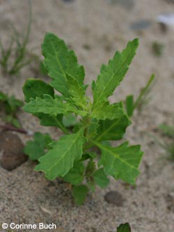 Chenopodium_ambrosioides_Bislicherinsel120610_CB02.jpg