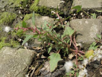 Chenopodium_rubrum_BOUemmingersee210511_ja01.jpg