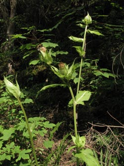 Cirsium_oleraceum_Flueeschlucht_SWD2013_210713_ja01.jpg